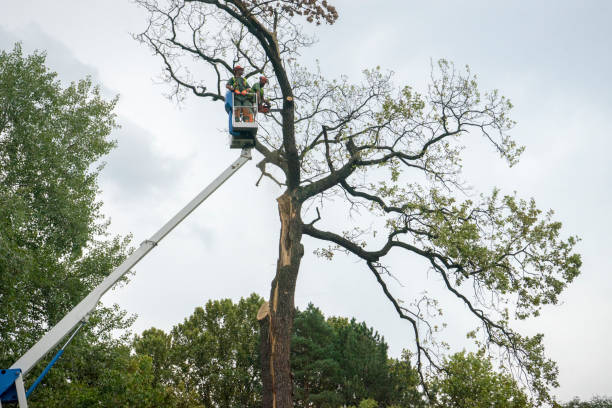 Trusted Andrews, NC Tree Service Experts